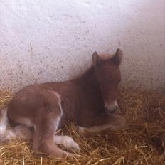 Anden særlig race Jættegårdens Abselon