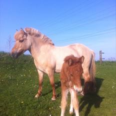 Anden særlig race Jættegårdens Abselon
