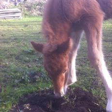 Anden særlig race Jættegårdens Abselon