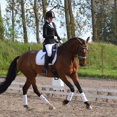 Dansk Varmblod Poldine - Sølyst Himmelhest