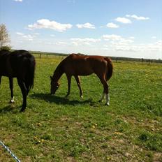 Dansk Varmblod Habita (bambi)