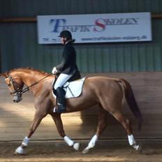 Dansk Varmblod Habita (bambi)