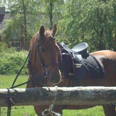 Anden særlig race Artemis