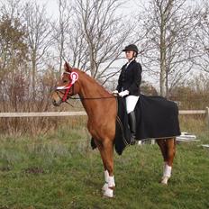 Dansk Varmblod Habita (bambi)