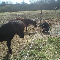 Shetlænder Malte (red)