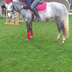 Hollandsk Sportspony Spice Girll