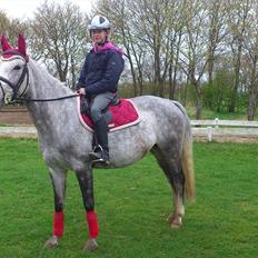 Hollandsk Sportspony Spice Girll