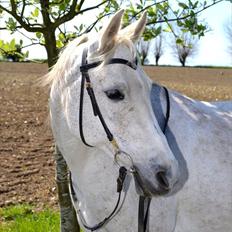 Arabisk fuldblod (OX) Atira |Gummibolden|