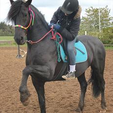 Anden særlig race Prinse'hesten Chopin - Mit eventyr! :*