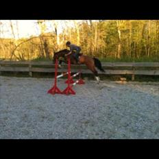 Holstener Trix Trax -Dejlige dreng, solgt... savnet-