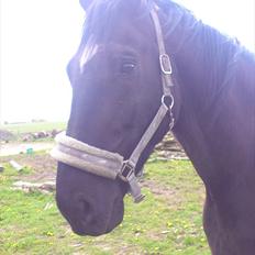 Oldenborg Engbo's Santiago