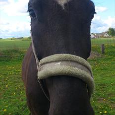 Oldenborg Engbo's Santiago