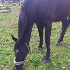 Oldenborg Engbo's Santiago