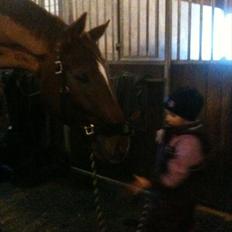 Dansk Varmblod Ladiego SOLGT