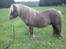 Shetlænder Gigant af Hola - 15. maj 2012