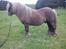 Shetlænder Gigant af Hola - maj 2012 - 4 dage før den store dag!