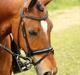 New Forest Ibi Star B-pony 