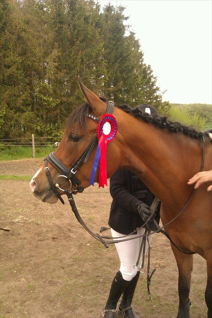 DSP Møgelholtgårds Kiss Me - Ponyprutten til hendes første stævne! Fejlfri i LC+roset :D  billede 14