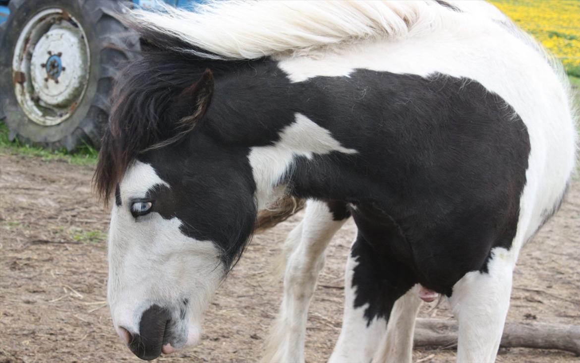 Irish Cob Gordon Blue - Næsten 11 mdr. 14 Maj 2012 billede 1