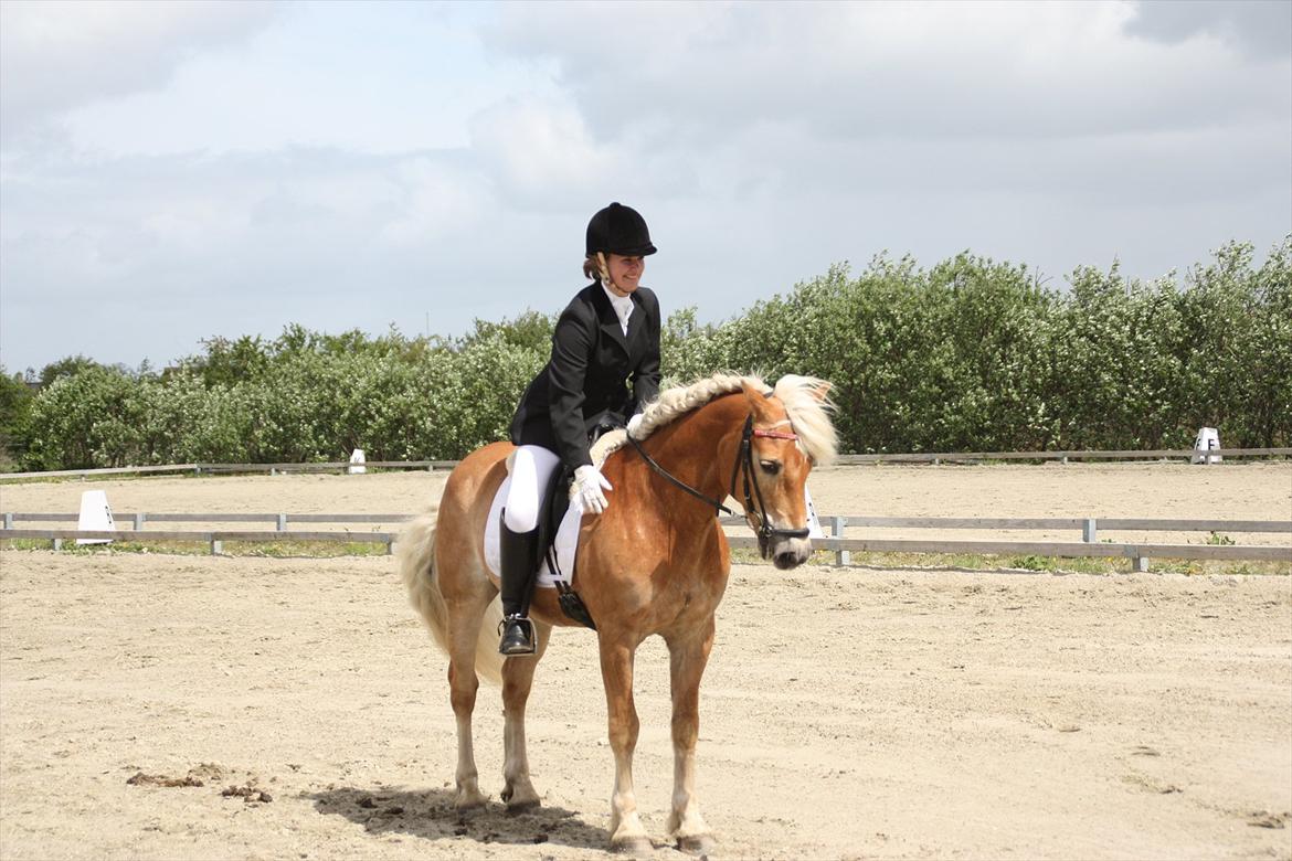 Tyroler Haflinger Bounty Brohus *Tosse* - mesterskab!
fotograf: Mutti billede 4