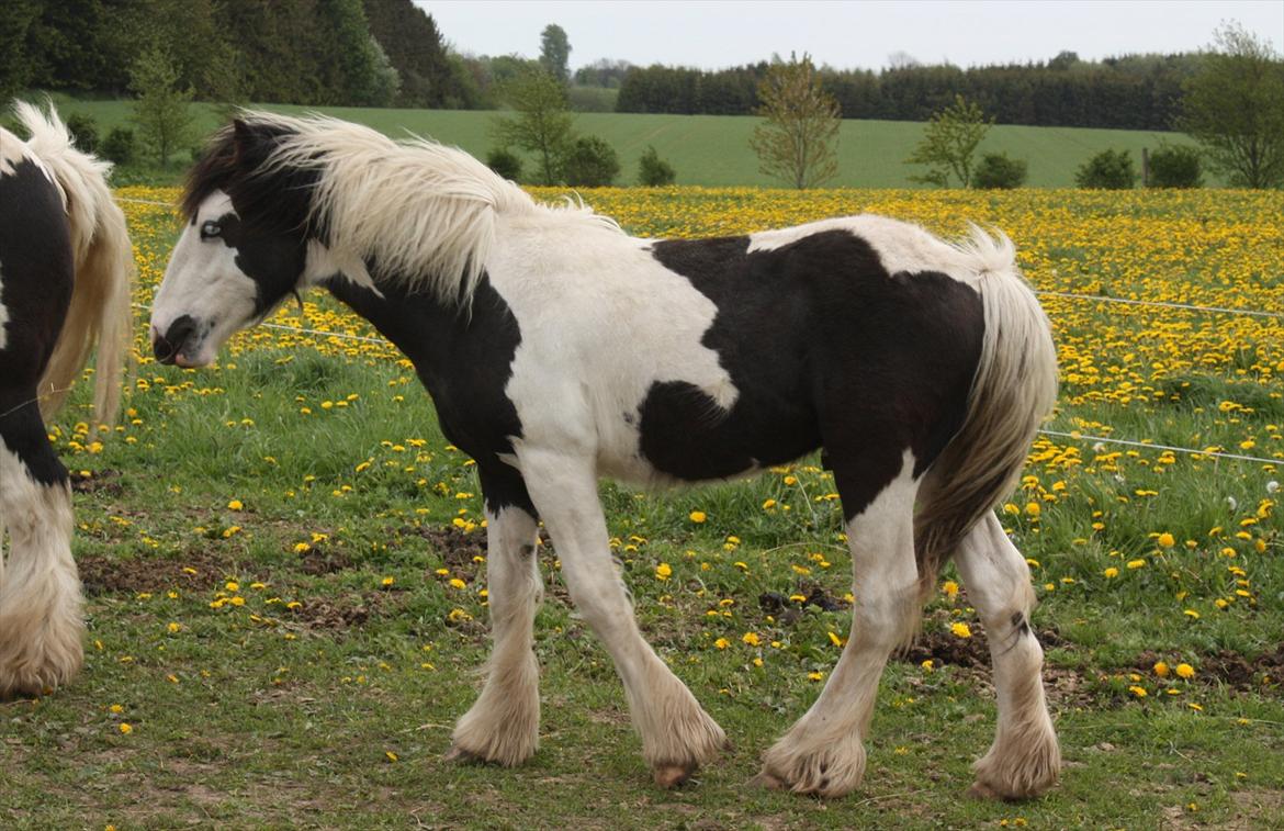 Irish Cob Gordon Blue - Næsten 11 mdr. 14 Maj 2012 billede 2