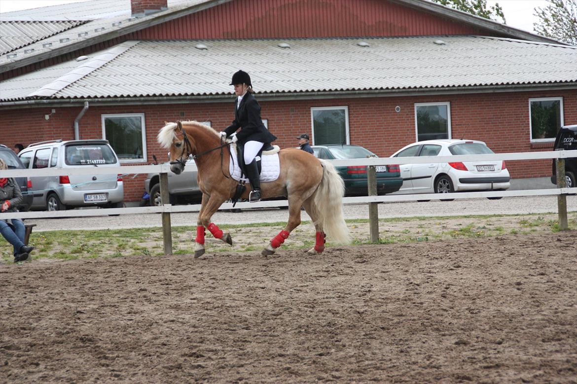 Tyroler Haflinger Bounty Brohus *Tosse* - fotograf: Mutti billede 5