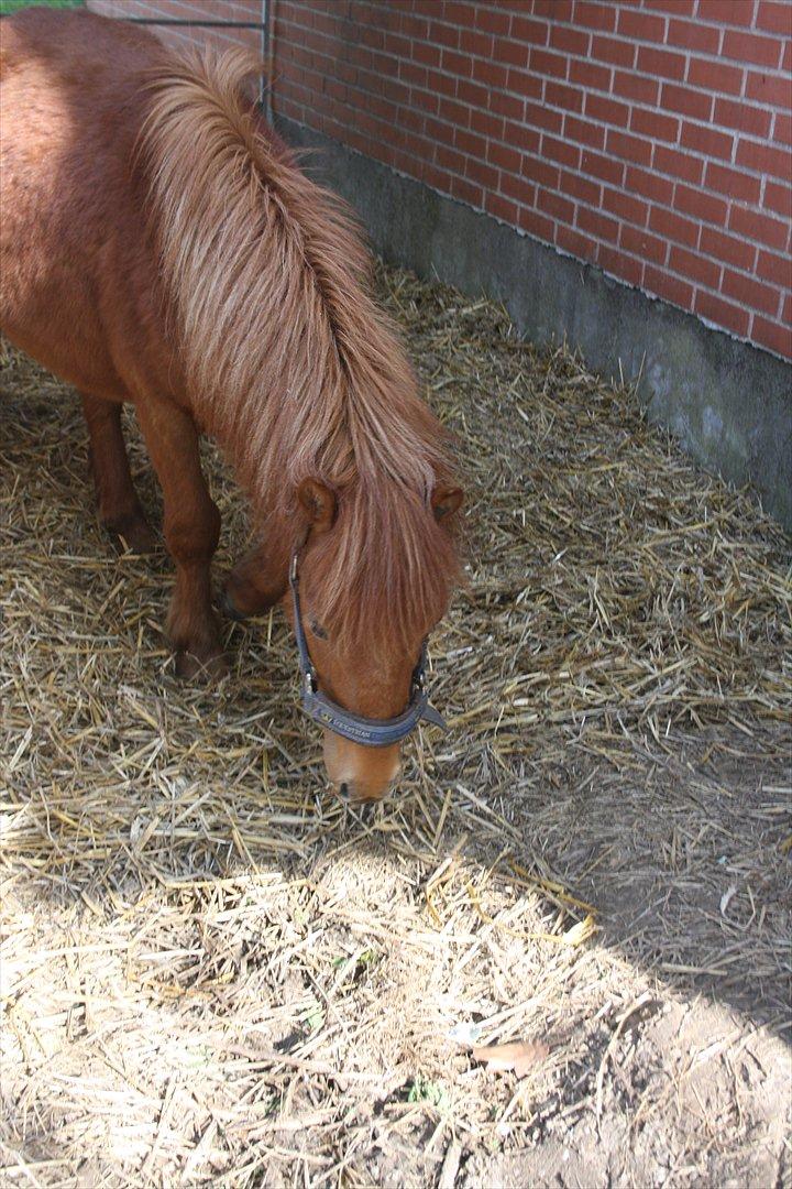 Anden særlig race Dudi † 04.11.13 - Nr. 1
Velkommen til Dudi's profil :-*
[Foto: Mig] billede 1