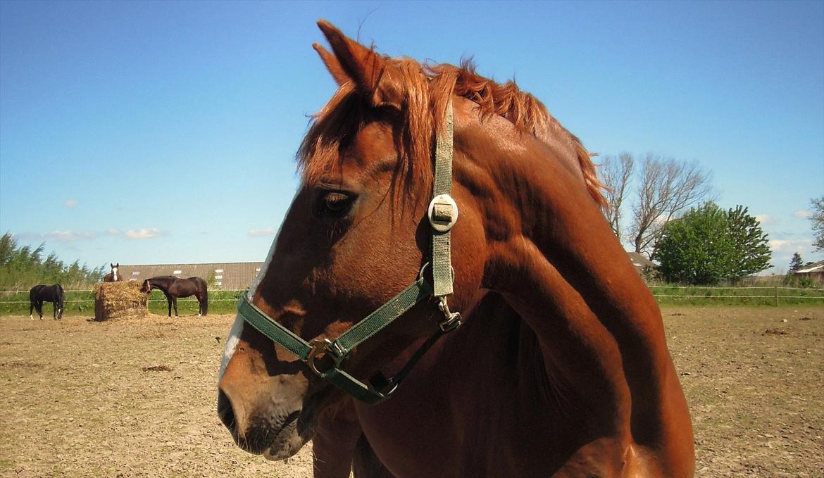 Hollandsk Varmblod ¨˜”°º• Rosa•º°”˜¨ Elsket & savnet. - Just one of those days.. <3 billede 2