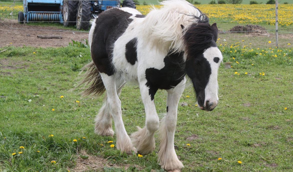 Irish Cob Gordon Blue - Næsten 11 mdr. 14 Maj 2012 billede 5
