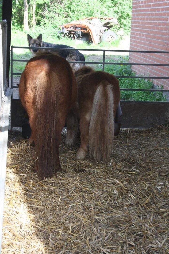Anden særlig race Dudi † 04.11.13 - Nr. 5
Så blev der ro blandt tropperne! :-*
[Foto: Mig] billede 5