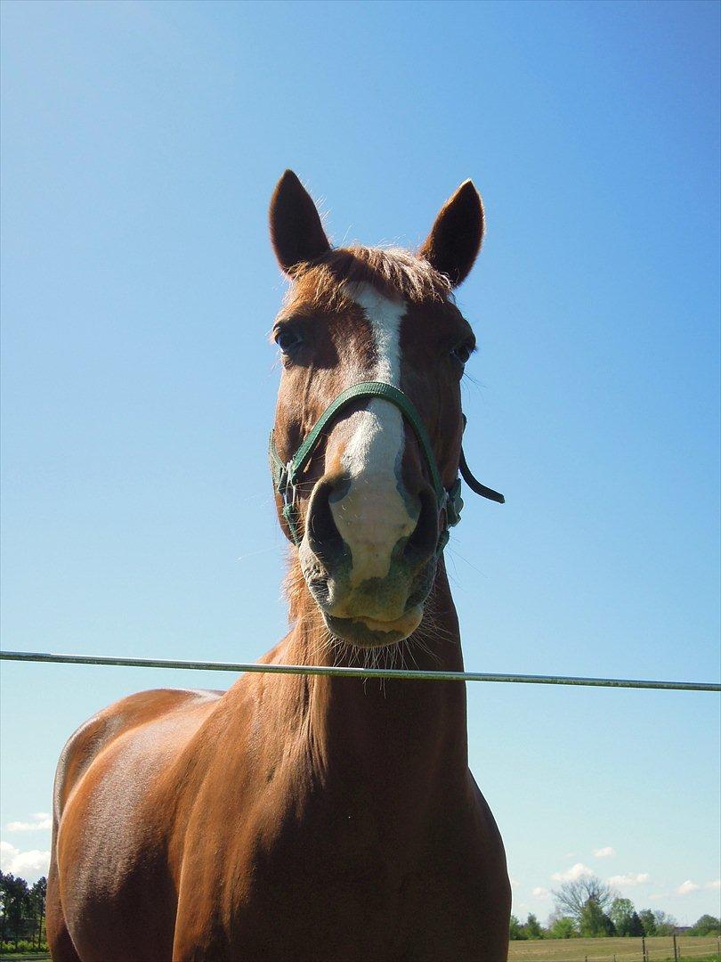 Hollandsk Varmblod ¨˜”°º• Rosa•º°”˜¨ Elsket & savnet. - Du har en skæv mule, lille skat! billede 8