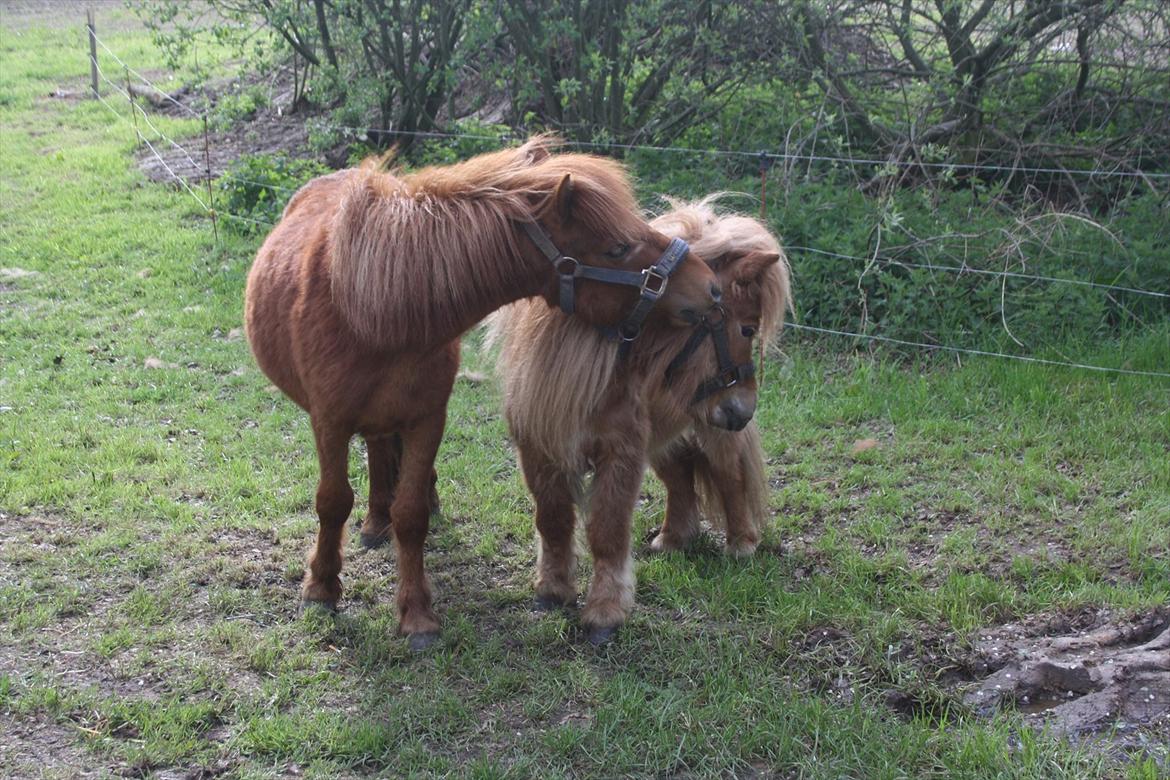 Anden særlig race Dudi † 04.11.13 - Nr. 2
Dudi driller Chikko :-*
[Foto: Mig] billede 2