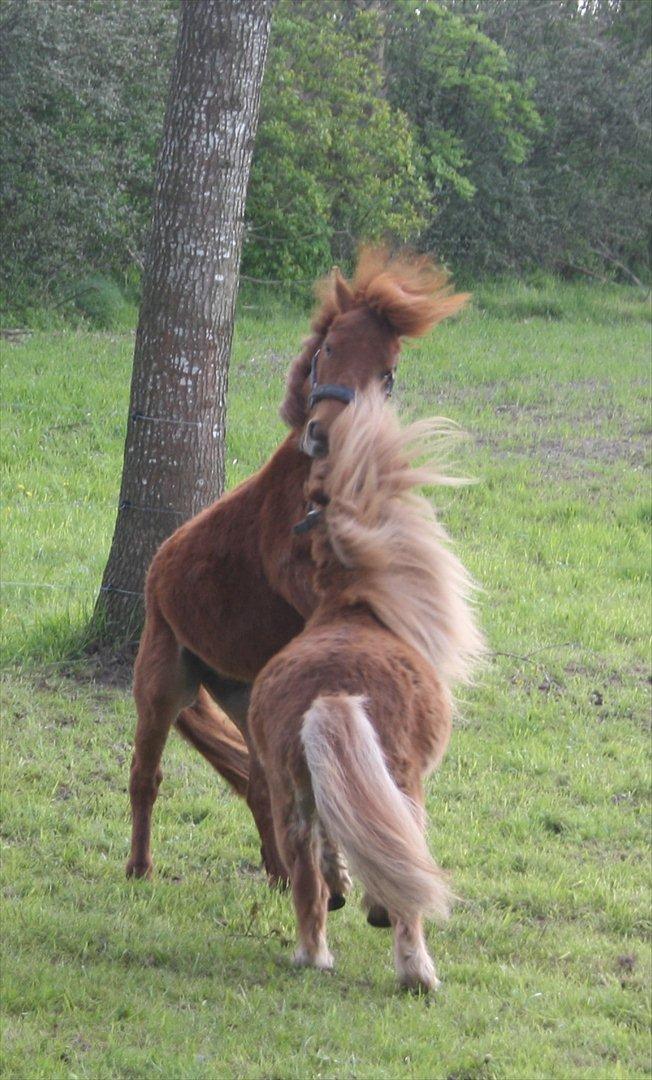 Anden særlig race Dudi † 04.11.13 - Nr. 3 
Dudi og Chikko tumler :-*
[Foto: Mig] billede 3