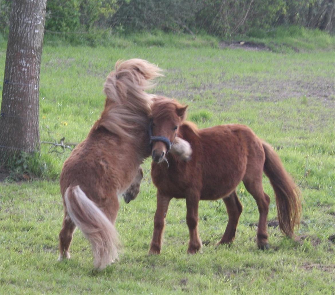 Anden særlig race Dudi † 04.11.13 - Nr. 4 
Chikko VIL bestemme! :-*
[Foto: Mig] billede 4