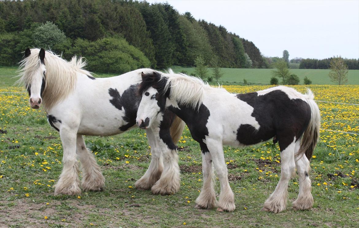 Irish Cob Gordon Blue - Næsten 11 mdr. 14 Maj 2012
Gordon Blue og Houdini Den Store. billede 3