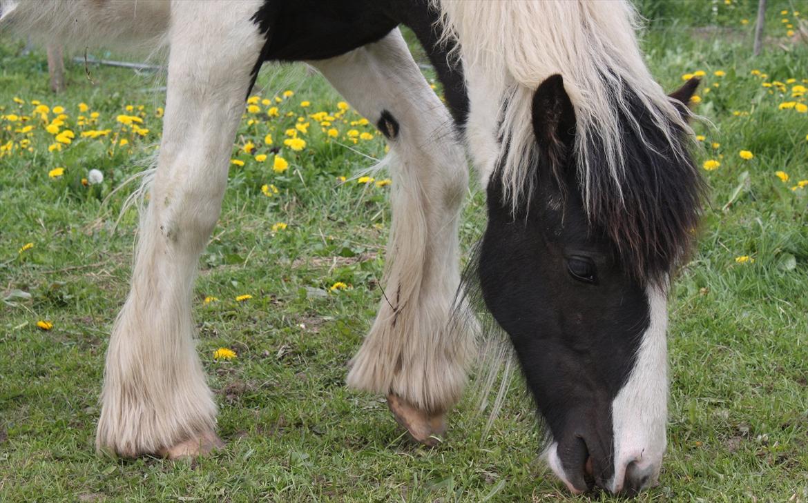 Irish Cob Gordon Blue - Næsten 11 mdr. 14 Maj 2012 billede 4