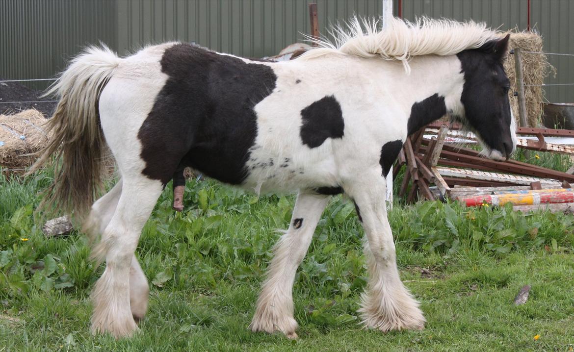 Irish Cob Gordon Blue - Næsten 11 mdr. 14 Maj 2012 billede 6