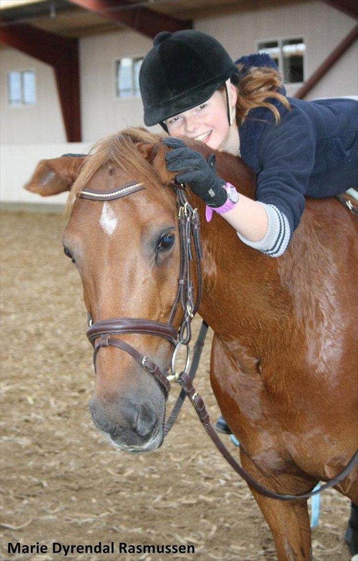 Hollandsk Sportspony Frans  -Solgt- :´( - En pony som Frans er svær at finde i sær når han gir så meget afsig selv og vil det bedste for rytteren men et sted jeg ved jeg kan finde dig er i mit hjerte <3 elsker dig skat <3 du alt <3  billede 9