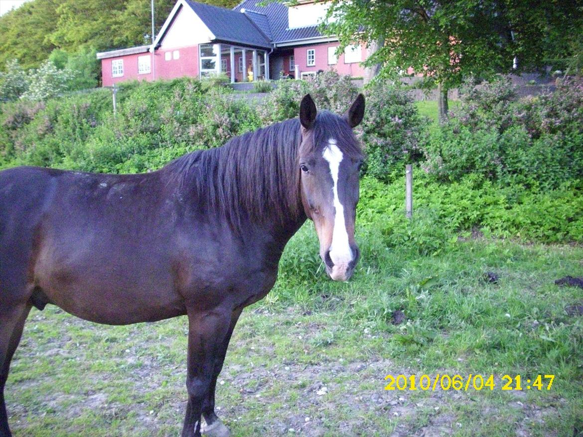 Anden særlig race Macallan - Juni 2010 billede 2