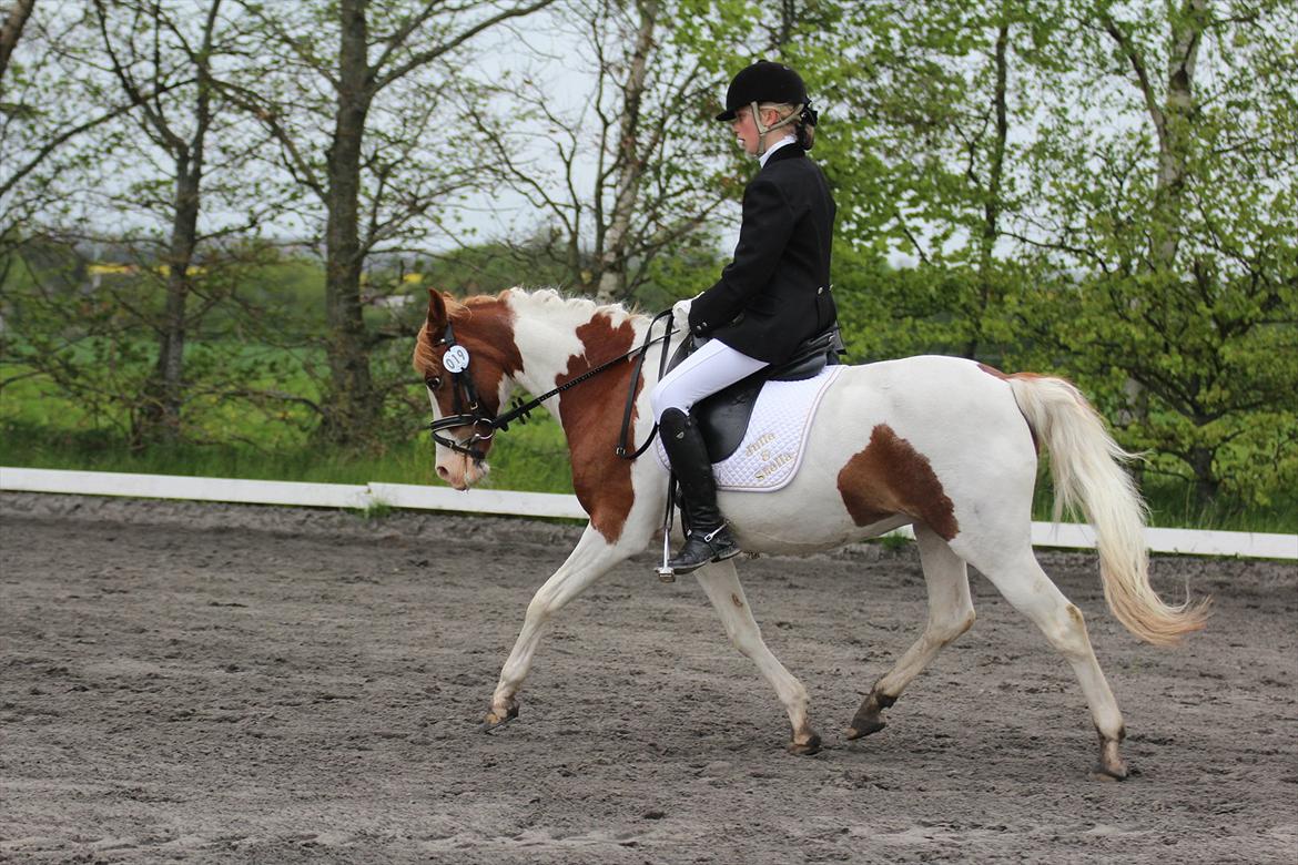 DSP Mosegårdens Stella "solgt & savnet" <3 - Første LB3, stjernepony! <3
Foto: Maiken Hallas  billede 14