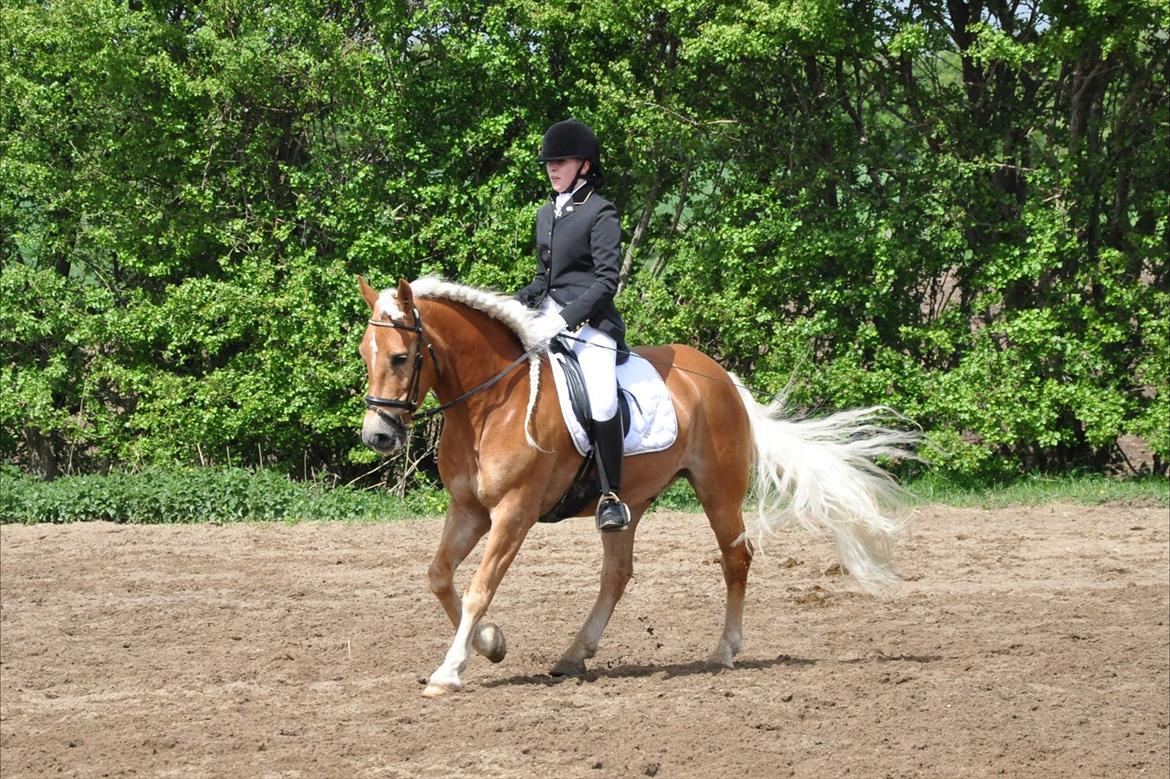 Haflinger WELTENSTOLZ - SJM for haflinger. Foto: Jette S. Lund billede 16