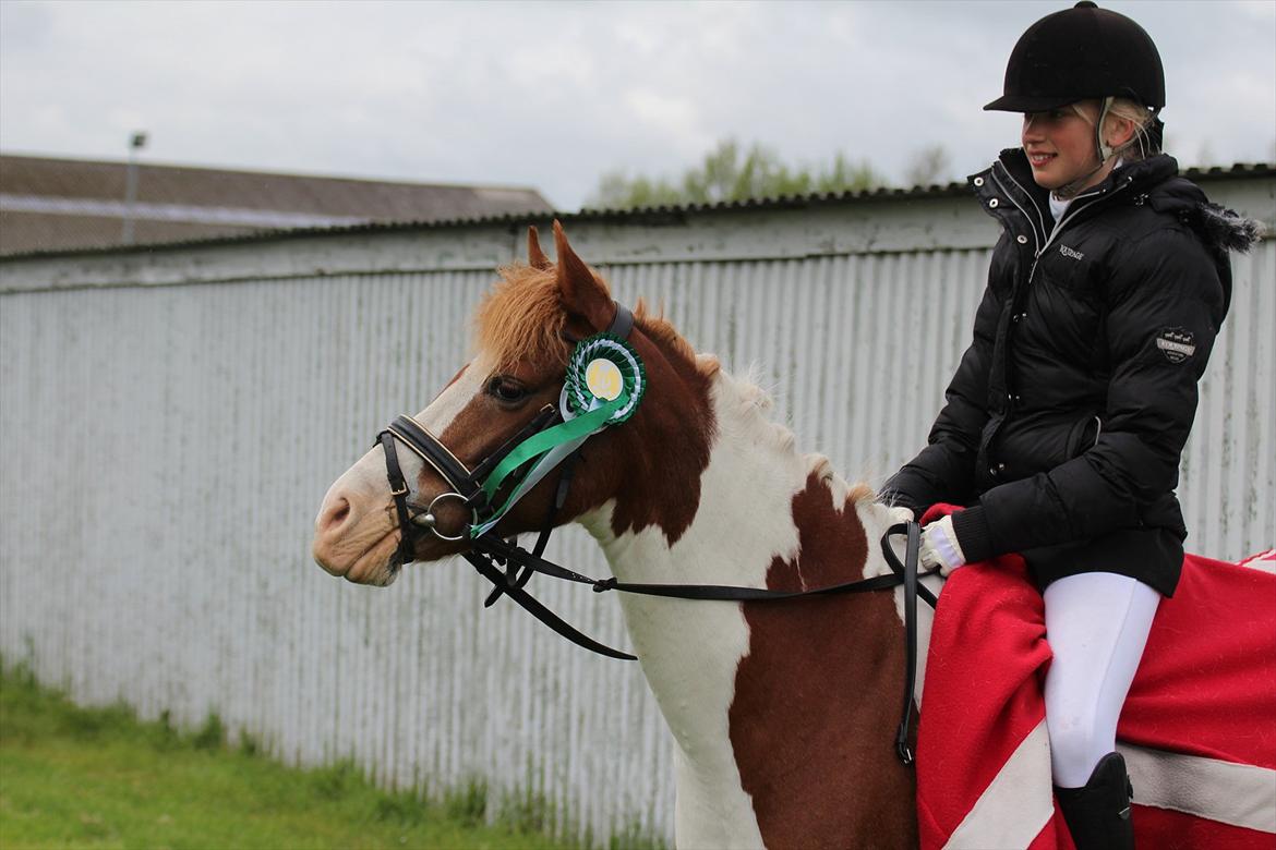 DSP Mosegårdens Stella "solgt & savnet" <3 - At se dig være glad med din nye ejer, gør også mig glad! For, For, et halv år siden var det mig som var så glad for dig. Stella du for tjener kun det bedste <3  billede 1