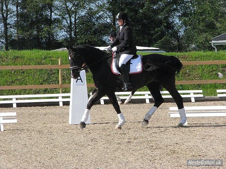 Dansk Varmblod Acacia Hardsyssel billede 17