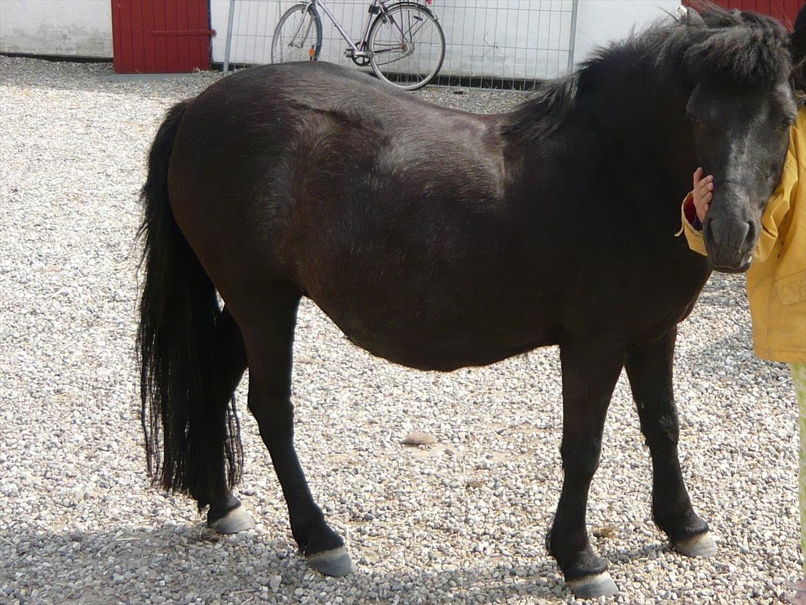 Anden særlig race Molly - Molly som er i fol med sigge. billede 8