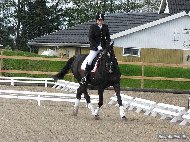 Dansk Varmblod Acacia Hardsyssel billede 18