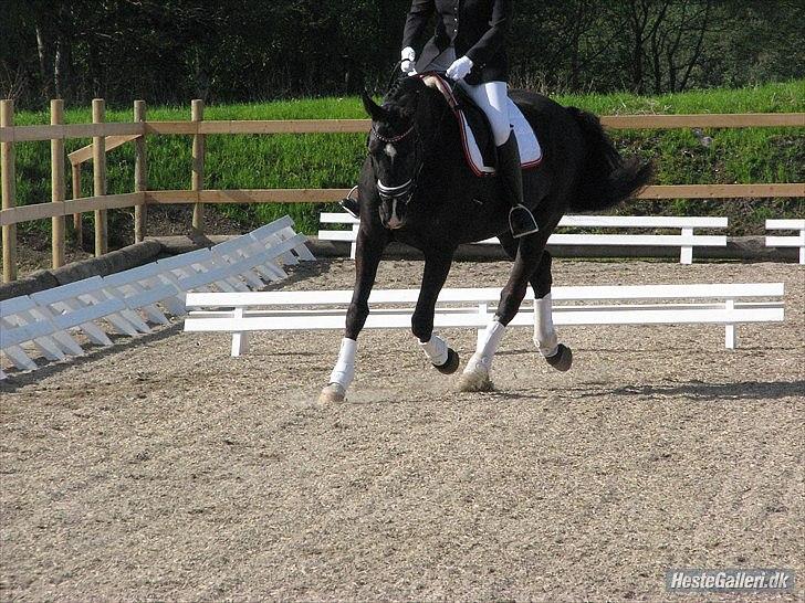 Dansk Varmblod Acacia Hardsyssel billede 19