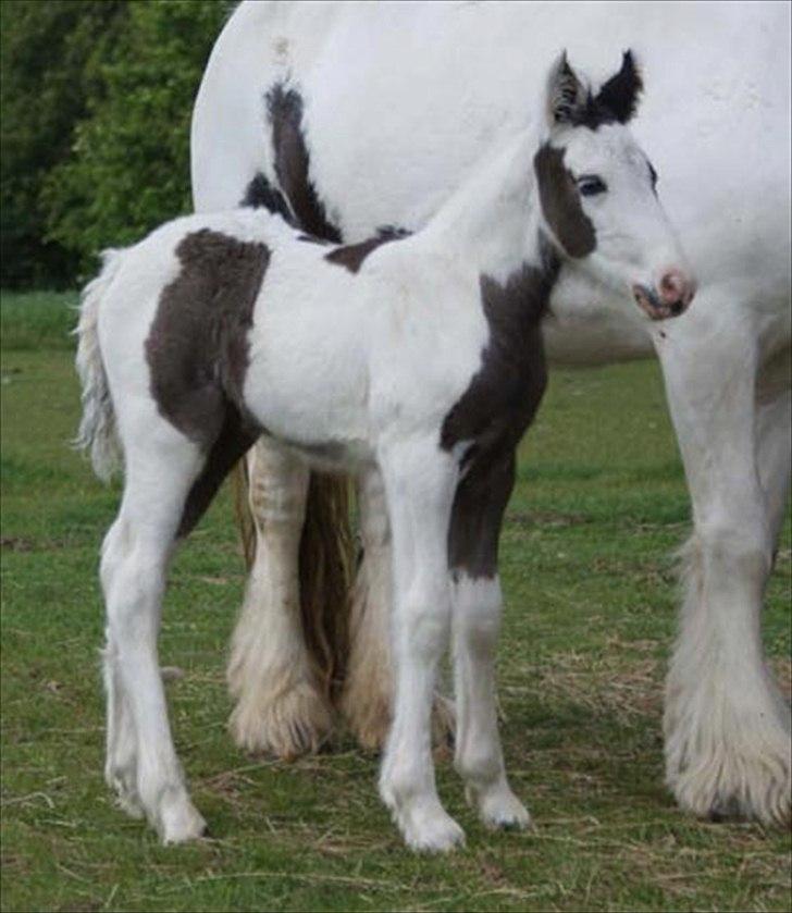 Irish Cob Bisgaards Lucca billede 3