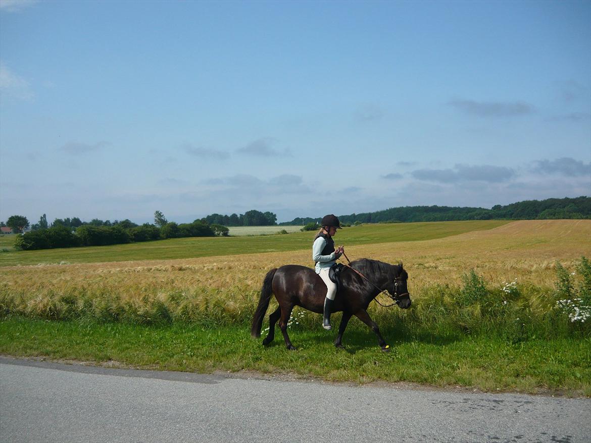 Anden særlig race Molly - Jeg rider uden sadel. billede 10