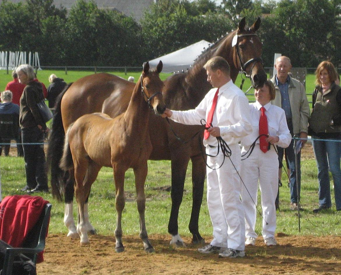 Dansk Varmblod Saksgaards Light Foot #Klubmester# - Light Foot som føl.
 billede 9