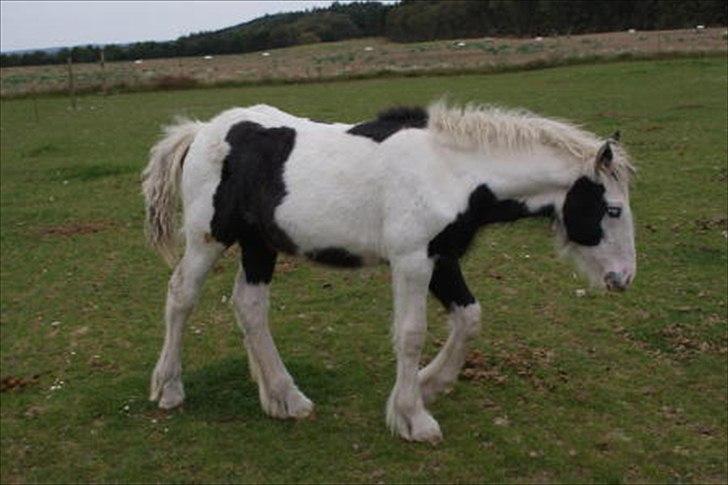 Irish Cob Bisgaards Lucca billede 4